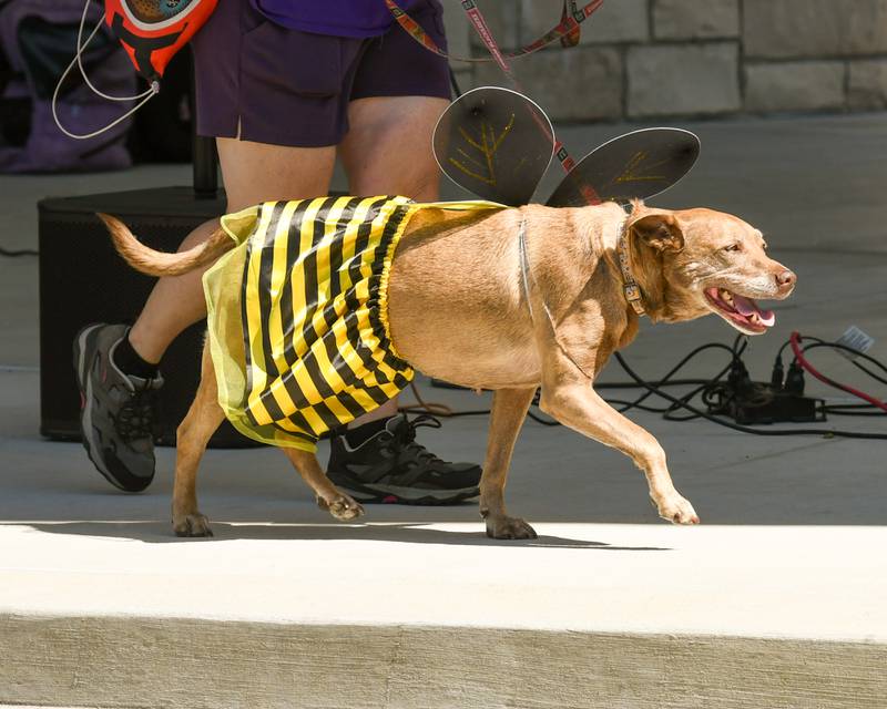 Chelsea, 10, a mix breed, dresses up as a bumblebee during the costume competition of the Dog Daze event on Saturday Sept. 14, 2024, held at Fishel Park in Downers Grove.