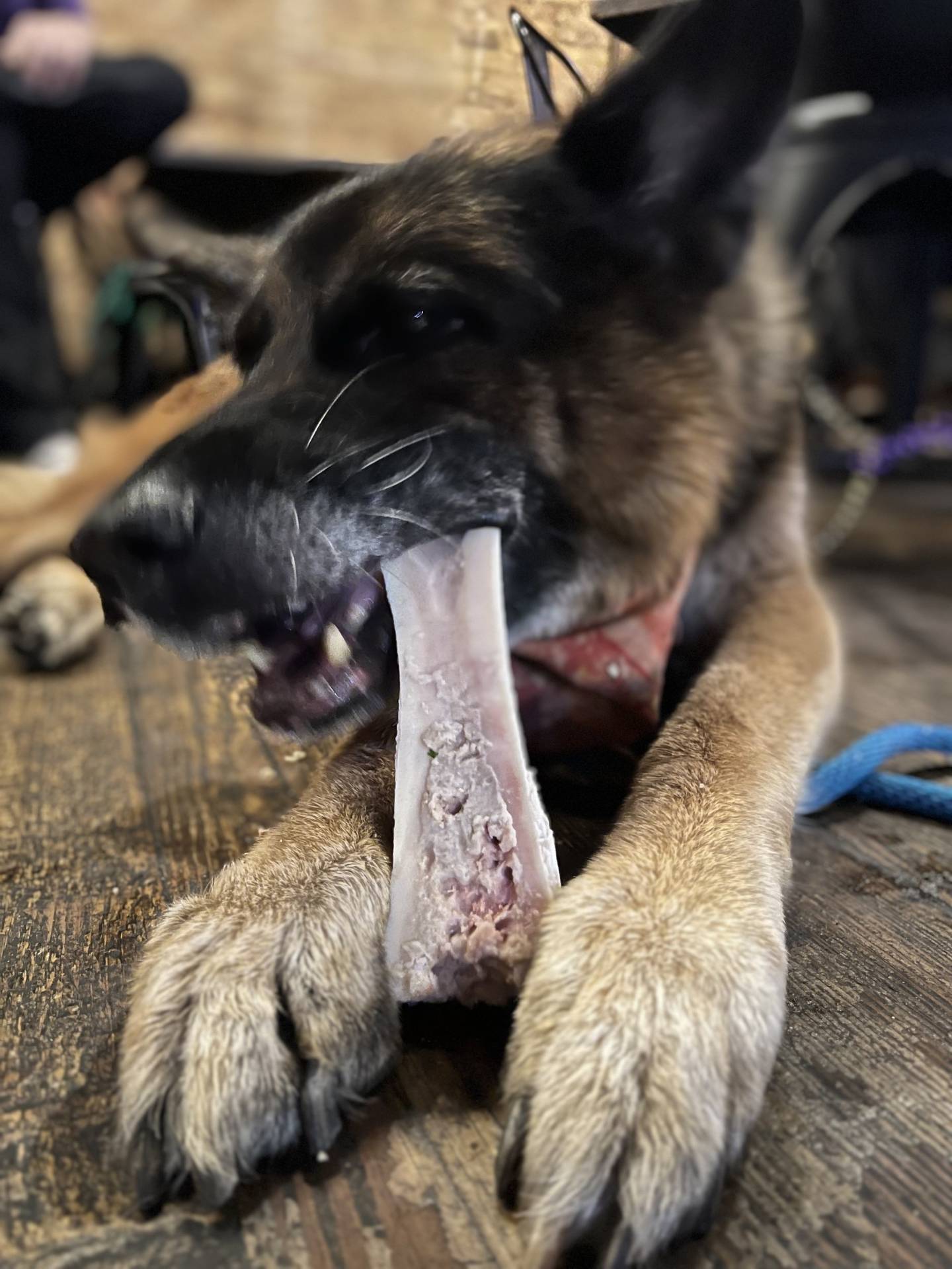 Moe’s Joes in Plainfield has a Moe Joe’s K-9 Patio Club menu for canine customers. Smaller dogs can order half-sized bones.