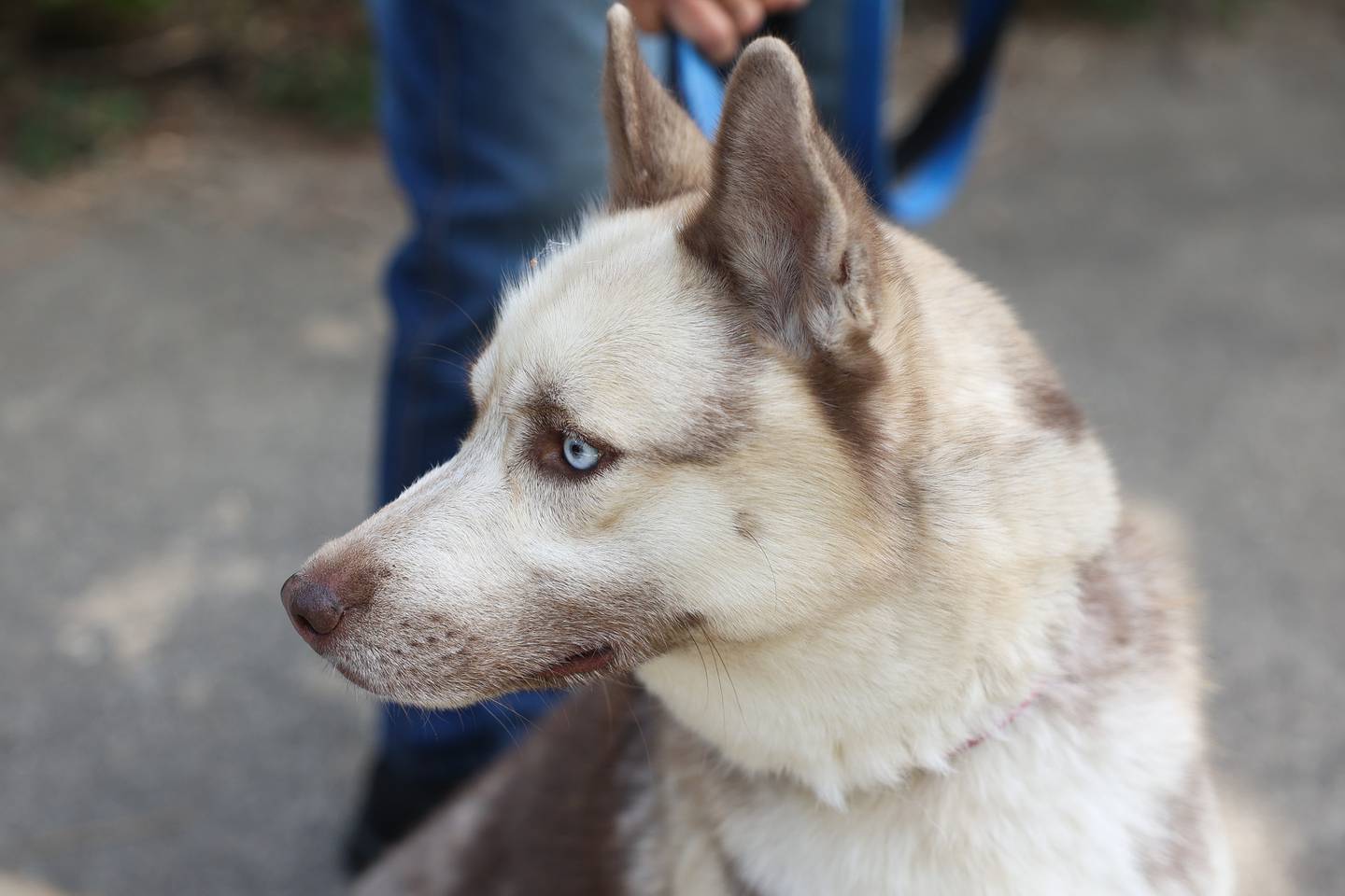 Cutter, a Siberian Husky, believed to be around 4-years old is up for adoption through Linda Gondek’s Siberian husky rescue program.