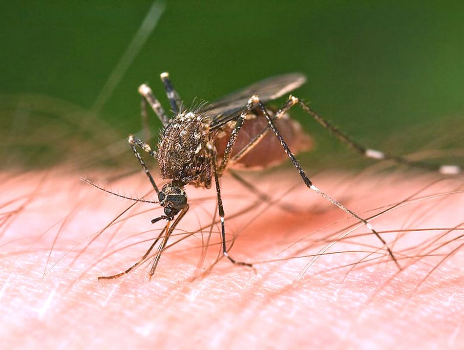 Mosquitoes test positive for West Nile virus near Morrison