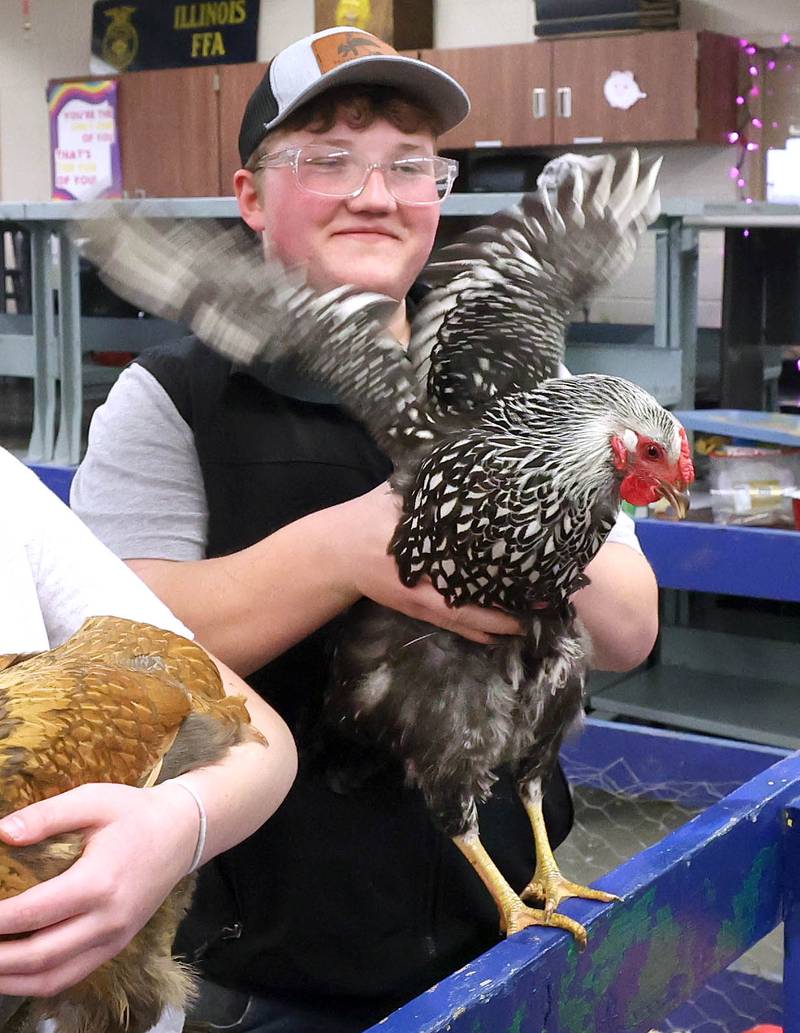 One of the chickens gets a little feisty while being held by a student during the Future Farmers of America Baryard Zoo Wednesday, Feb. 21, 2024, at DeKalb High School. The program, which is held during National FFA Week, gives local kids a chance to visit the high school and learn about the FFA program and animals in agriculture.