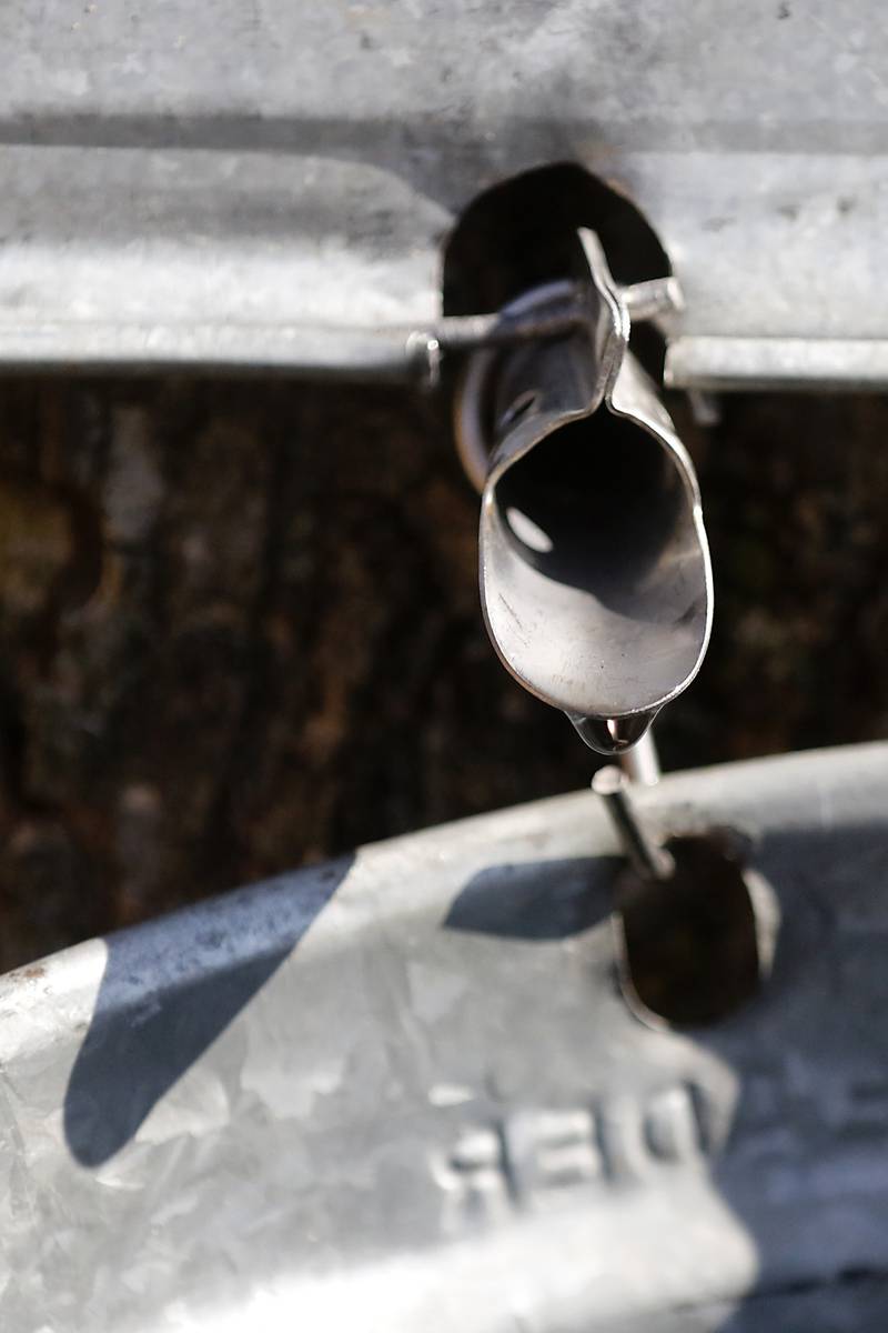 Maple sap drips out of a tap during the McHenry County Conservation District’s annual Festival of the Sugar Maples, at Coral Woods Conservation Area, in Marengo, on Monday, March 11, 2024.