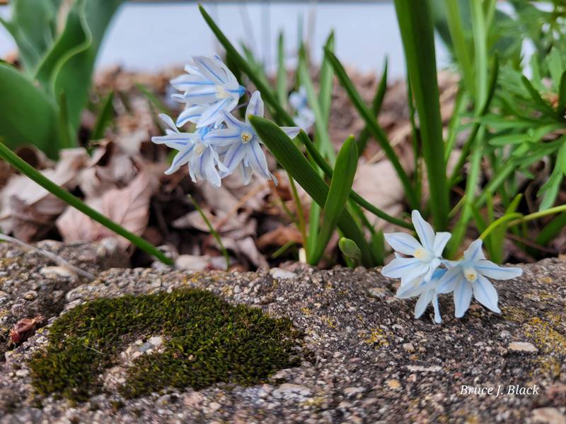 Hyacinths, daffodils, and tulips are all flowering in various stages of support during the early 'false spring" weather.