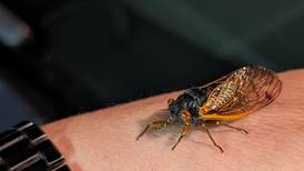 Good Natured in St. Charles: Cicada embarks on unexpected adventure ride