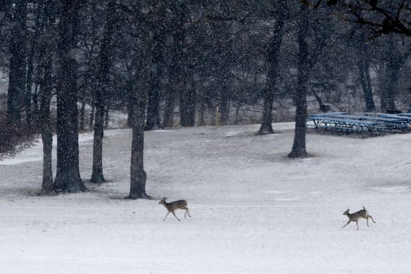 Whitetail deer run through Veteran Acres Park on Thursday, Dec. 22, 2022, just as it starts to snow in Crystal Lake.