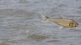 Illinois researchers battle invasive carp species
