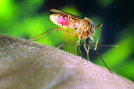 80-year-old dies of West Nile virus in McHenry County, health department reports