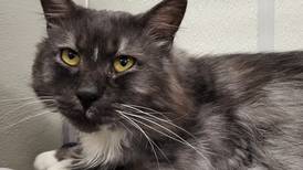 Fluffy, uniquely colored cat ready for lap to curl up in