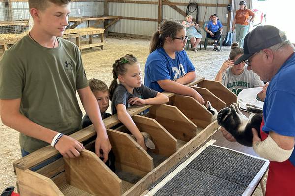 Rabbits take center stage at Whiteside County 4-H Fair