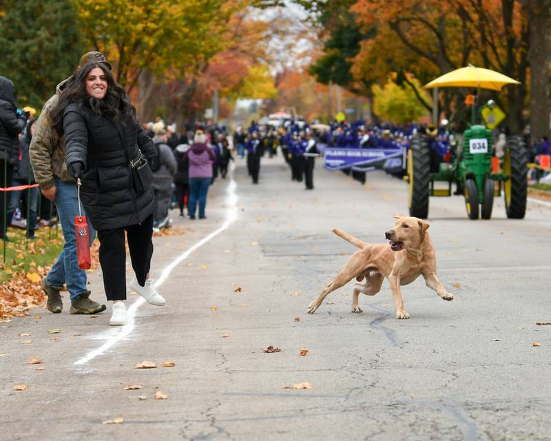 Spectator Daniela Klepec of DeKalb throws a dog toy for yellow labrador Bugsy, 3, and watches him retrieve it as part of the Jaybird Dog Training float in the Sycamore Pumpkin Festival's Pumpkin Parade Sunday Oct. 29, 2023.