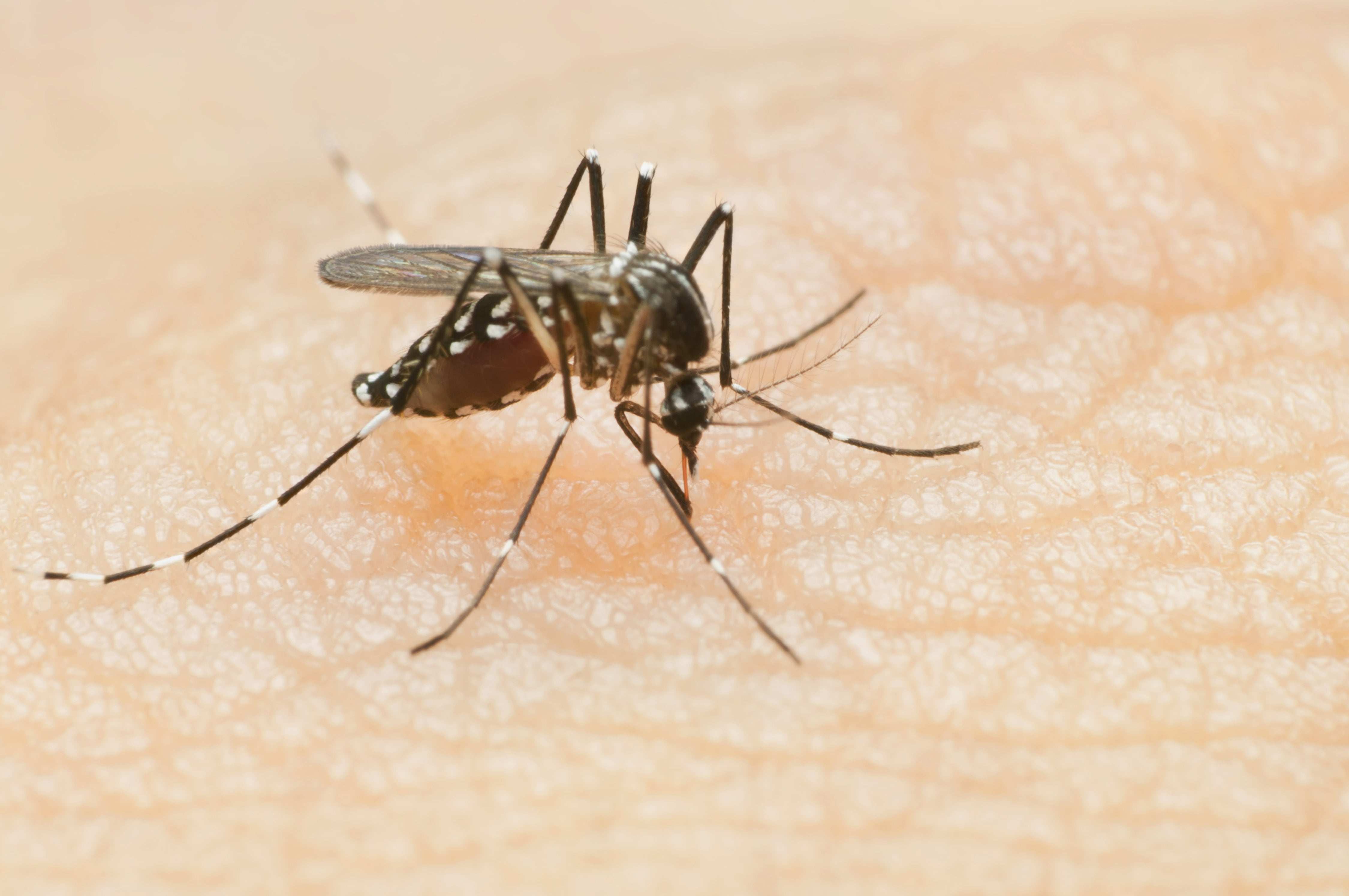 2nd batch of McHenry County mosquitoes tests positive for West Nile virus