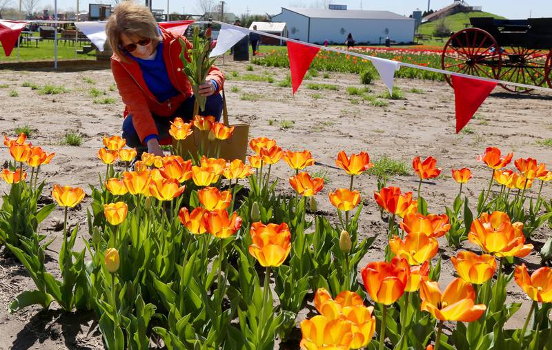 Janet Sisson of Yorkville chooses some tulips at the first ever Tulip Fest at Kuiper’s Family Farm in Maple Park on Saturday, May 7, 2022.