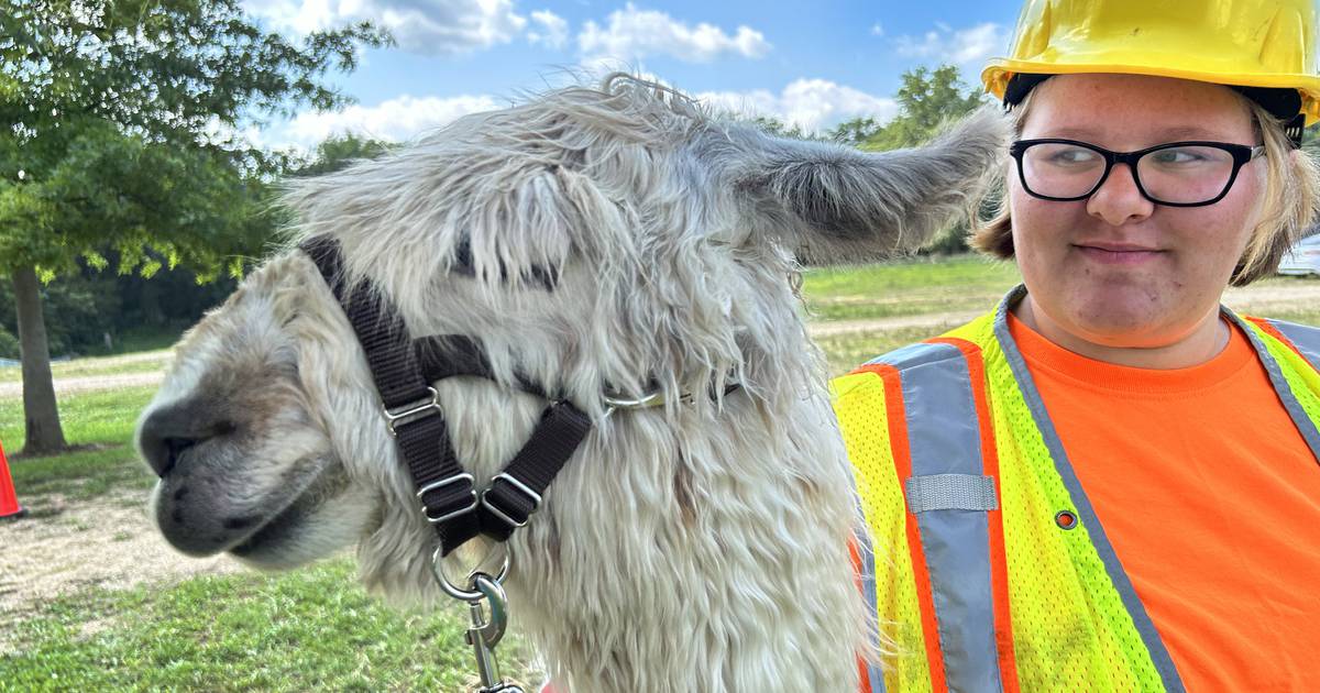 New 4-H club in Ogle County offers kids a chance to care for a llama without owning one – Shaw Local