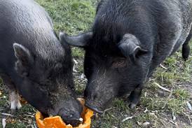 Pumpkins for pigs: Keeping gourds out of landfills is ‘passion’ for Cary woman