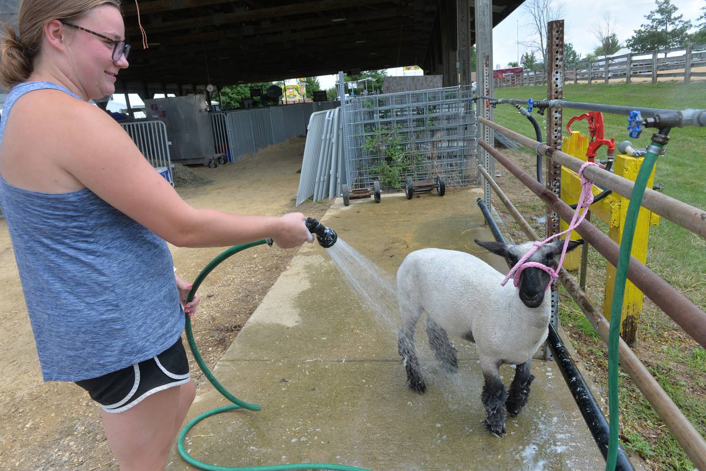 Brooke Ewald, 20, of Byron washes her 6-month-old ewe, Dime, at the Ogle County 4-H Fair on Friday, Aug. 4, 2023. Dime's mom is named Penny.