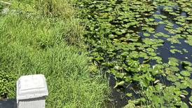 Crystal Lake neighbors at odds with park district over creek filled with stinky slime: ‘Nothing but muck’