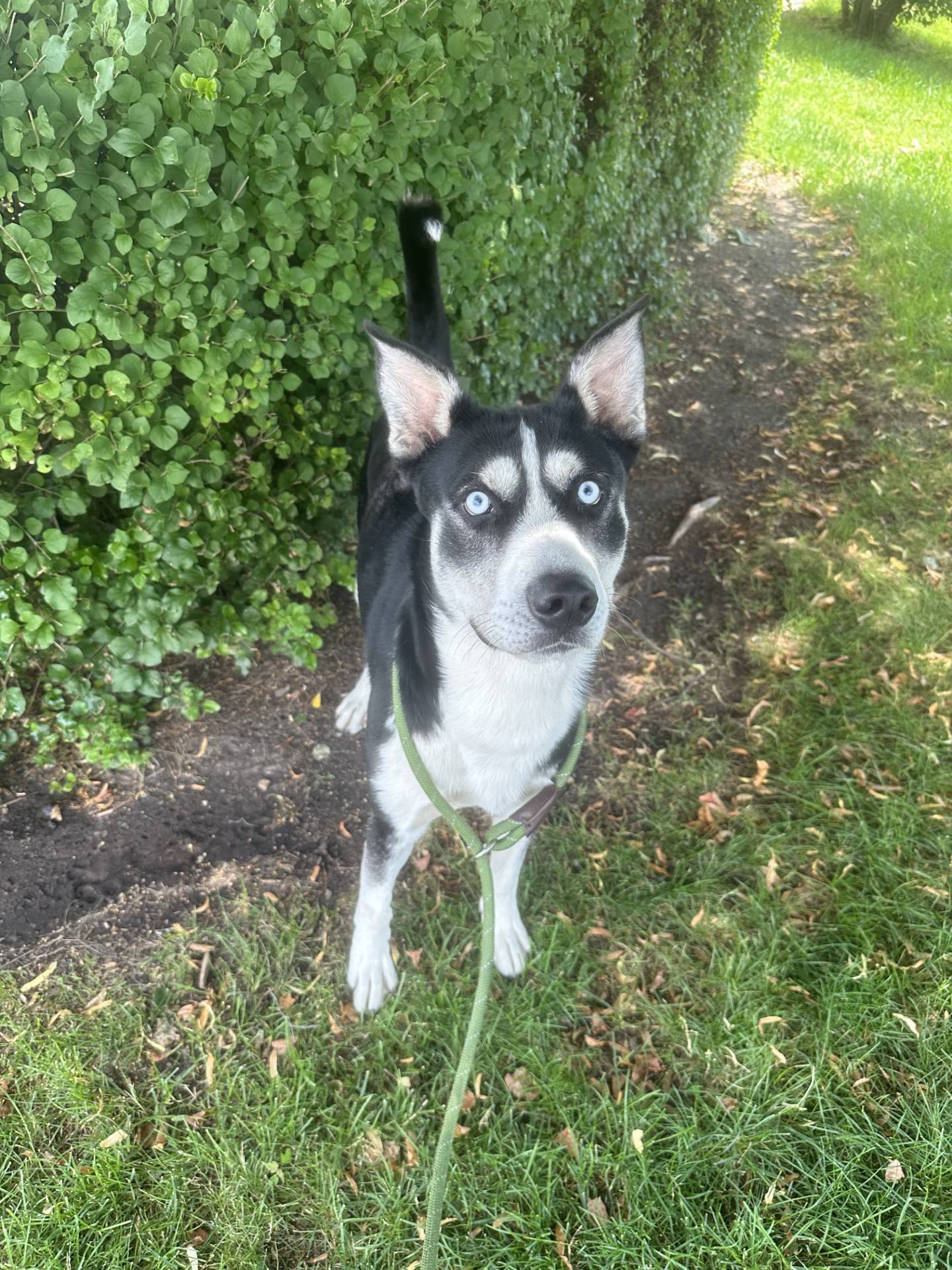 Corbin Blue is a sweet 2-year-old husky mix. He was rescued from a rough living situation and needs a safe and loving home. Corbin Blue can be timid initially but warms up quickly and is well-behaved. He loves outdoor adventures outdoors and gets along with other dogs. To meet Corbin Blue, email Dogadoption@nawsus.org. Visit nawsus.org.