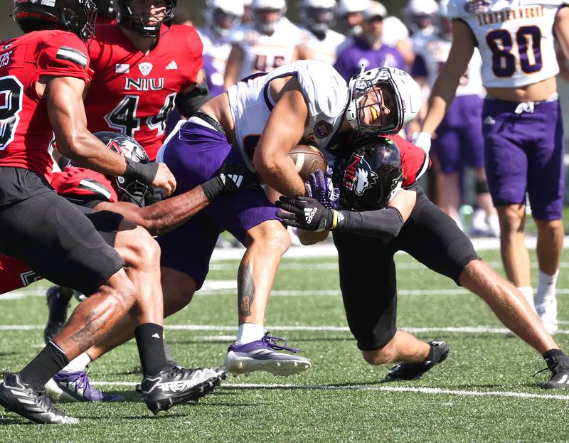 Northern Illinois' Christian Fuhrman (right) delivers a shot to Western Illinois' Alex Williams as he is brought down by a host of other Huskie tacklers during their game Saturday, Aug. 31, 2024, in Huskie Stadium at NIU in DeKalb.