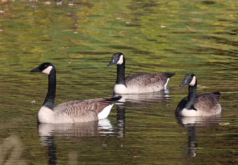 Colorful trees reflect in the water as Canada geese float down the Kishwaukee River Tuesday, Oct. 24, 2023, in DeKalb.