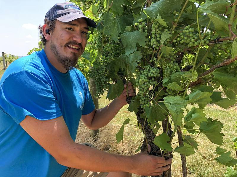 Eric Hahn displays a productive set of grapes growing this season at Mackinaw Valley Vineyard in central Illinois.
