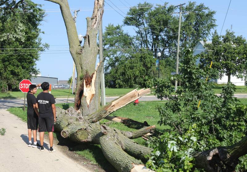 Nearby residents check out a tree blown down by the storms Monday, July 15, 2024, along Cimaron Street in Cortland. High Winds and heavy storms hit DeKalb County overnight causing downed trees and power outages in the area.