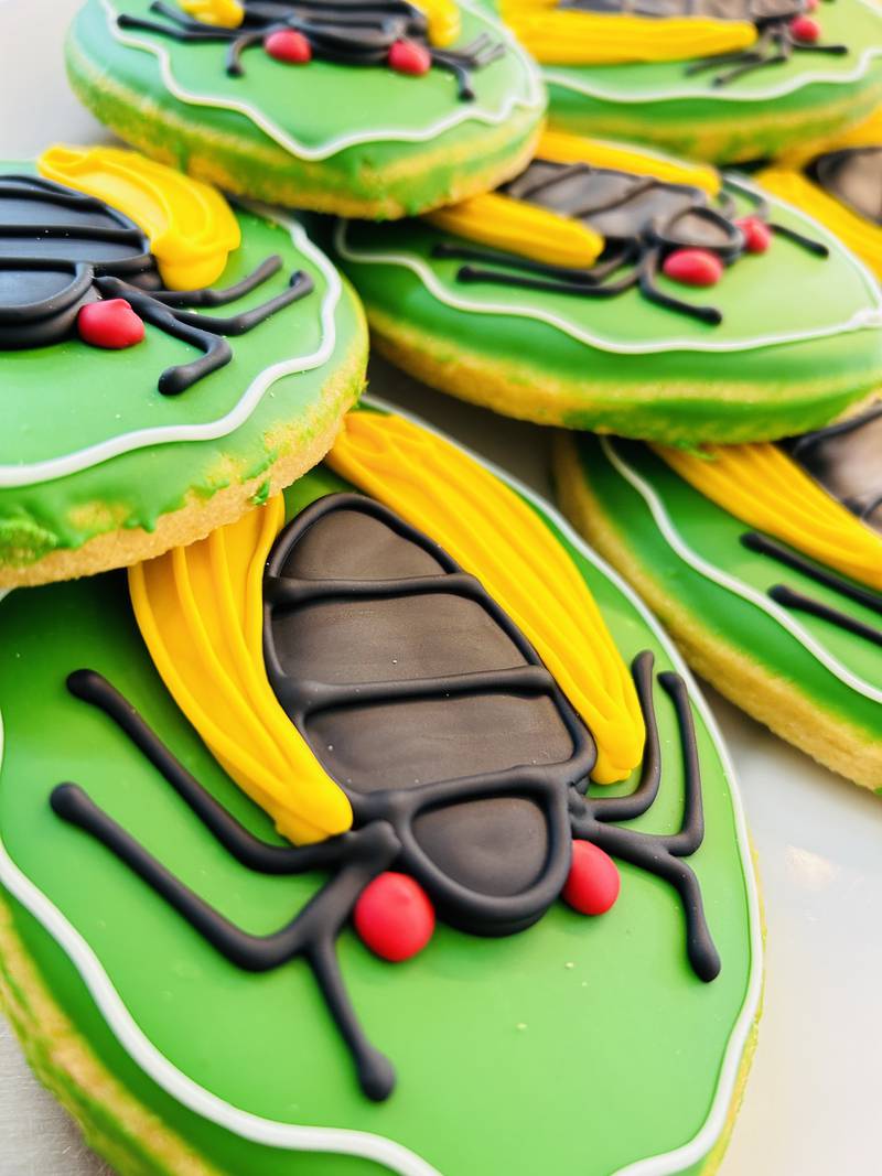 Cicada cookies offered at Konrad's Bakery in Lake in the Hills.