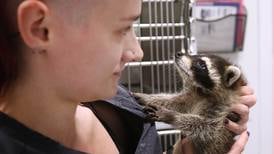 40 years on, Oaken Acres has become third largest wildlife center in Illinois