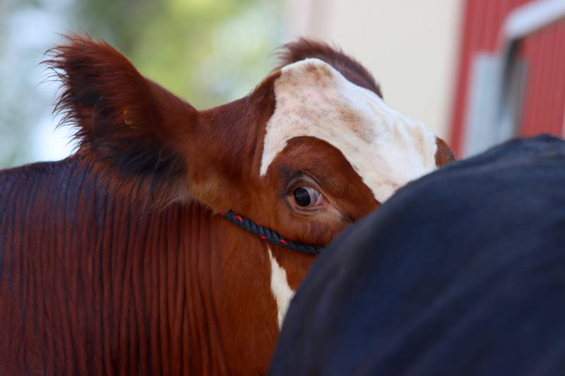 Hercules the steer takes a peek during grooming as part of the McHenry County Fair in Woodstock on Tuesday, July 30. Hercules is being shown at the fair by Danielle Menge of Harvard with the Hebron Helping Hands 4H organization.