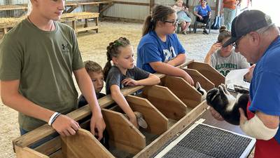 Rabbits take center stage at Whiteside County 4-H Fair