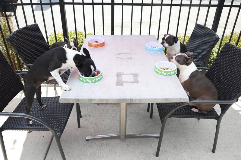 Boston terriers Lucy, top left clockwise, Bella, Phoebe and Tilly eat their pet meal at McBride’s on 52 on Wednesday, August 21, 2024 in Joliet.