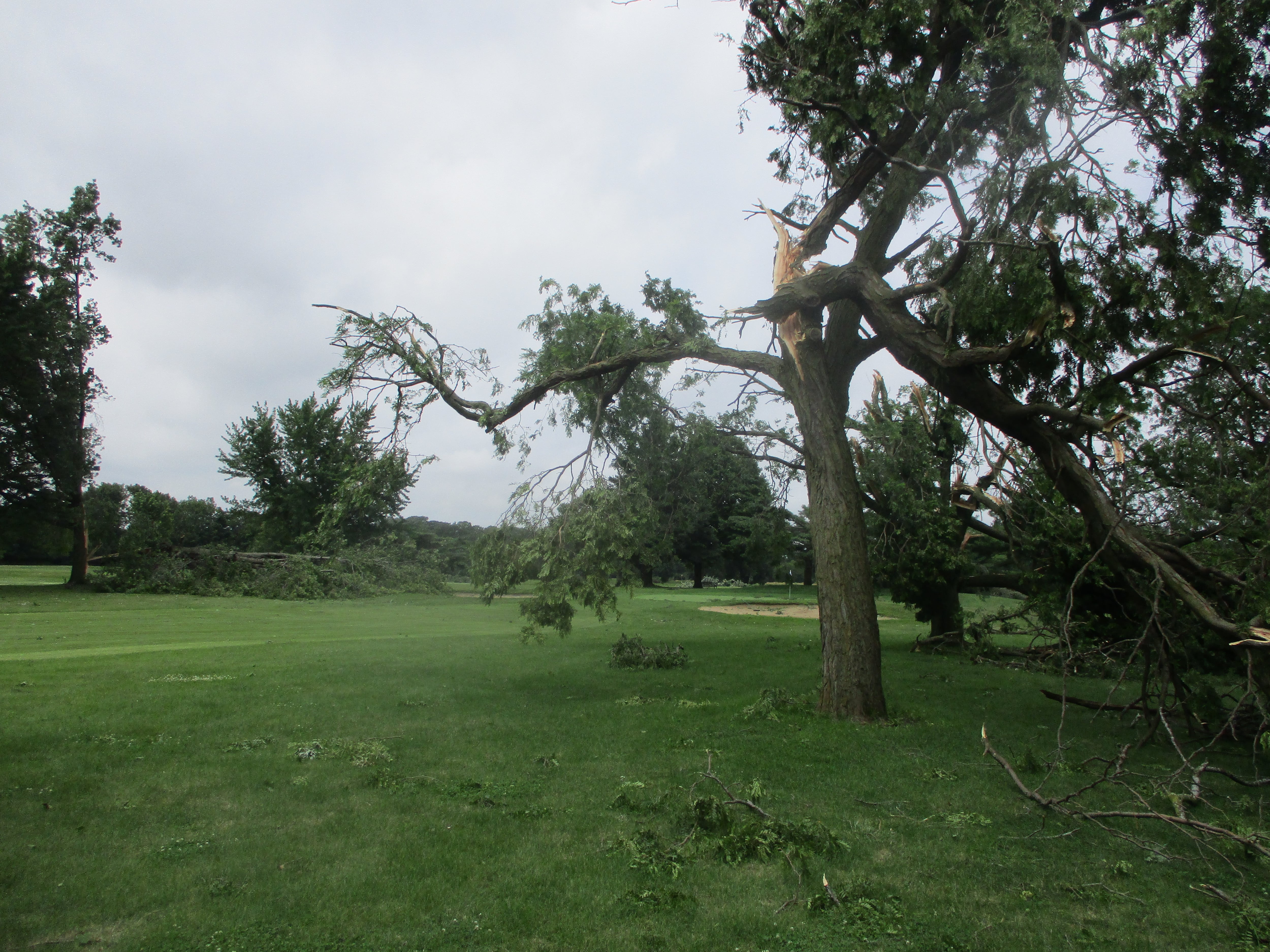 Dozens of trees were damaged or destroyed at the Inwood Golf Course in Joliet when storms ripped through the area Monday night. July 16, 2024