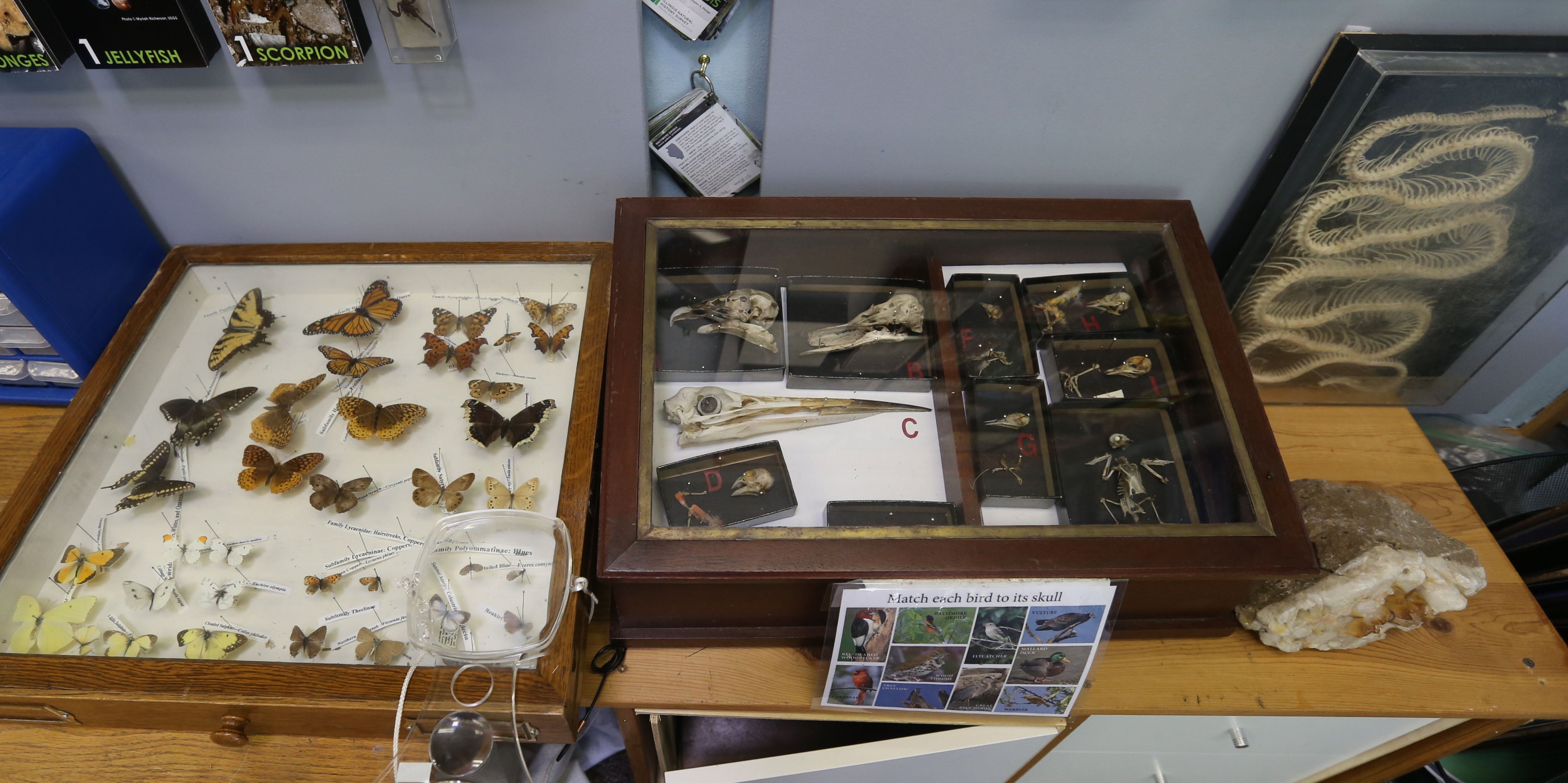 Shadow boxes full of butterflies, bird skulls and other animals were on display inside The Illinois Natural History Survey Traveling Science Center on Tuesday, July 30,  2024 at Hopkins Park in Granville.
The Illinois Natural History Survey Traveling Science Center is a 320-square-foot mobile classroom featuring informative, engaging exhibits on biodiversity and natural resources that visits schools and communities across Illinois.
Visitors learn about the types of habitats and species diversity of their region, as well as ways to protect against threats to that diversity.
Since 2006, the center has visited more than 150 communities and 200 public events while providing structured school programs for up to 30,000 students each year. Sponsors are North Central Bank, Granville National Bank, Boggios Orchard & Produce and Financial Plus Credit Union.