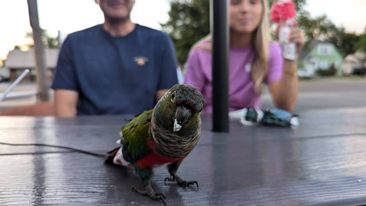 Petey, a parrot that belongs to Larry and Traci Jungles of Joliet, poses for the camera at Walt's Ice Cream in Joliet on Wednesday, June 26, 2024, while Larry Jungles (left) and Larry Jungles' daughter Lillian Jungles, 18, watch his antics.