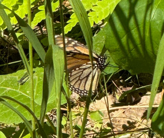 A monarch butterfly sits on a leaf.