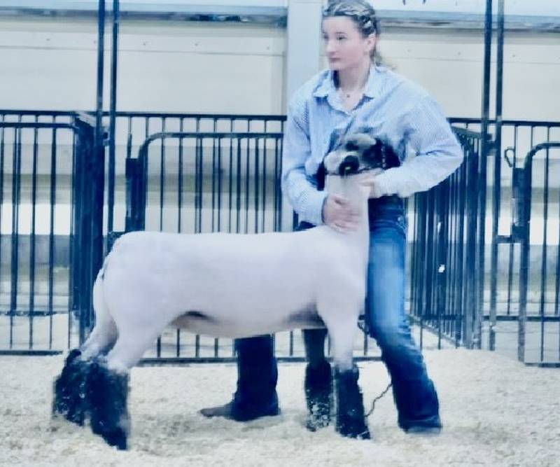 Lydia Hardy of the Princeton FFA earned 11 awards, including five first-place finishes, from the Swine Show held at the Cambridge Fairgrounds.