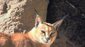 Caracal, a wild cat, captured in northwest suburb, headed to sanctuary in Wisconsin