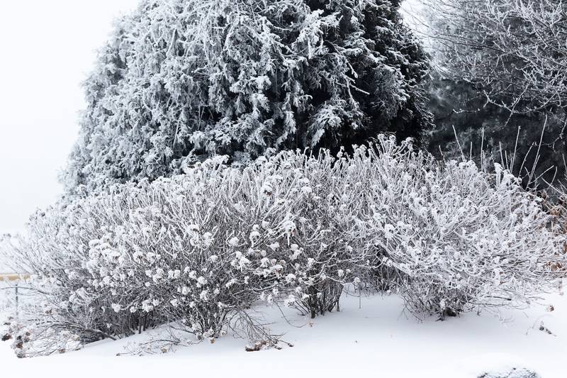 Snow and ice are collected on plants at Deicke Park on Monday, Jan. 4, 2021 in Huntley.