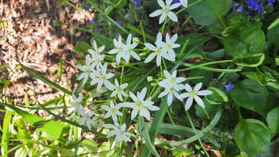 Down the Garden Path: Star of Bethlehem, Devil in Disguise