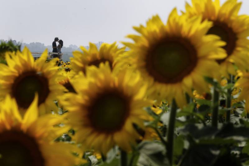 Christian Fonseca and Erika Jimenez kiss while walking through the sunflower maze at Von Bergen’s Country Market’s Sunflower Festival on Tuesday, July 25, 2023, at the farm near Hebron. I love this photograph because of how the sunflowers seem to frame the couple as they embrace.