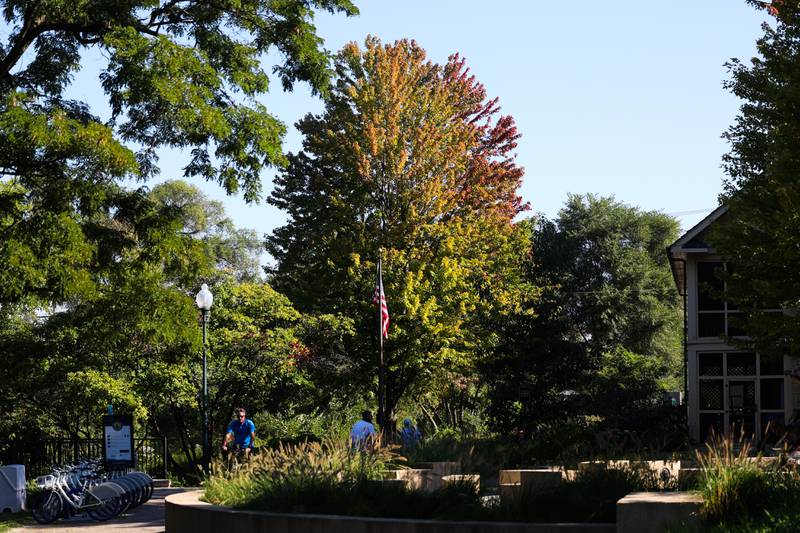 People enjoy a nice Saturday morning at Lockport’s Lincoln Landing as a Autumn Blaze Maple tree show signs of fall colors in Lockport.