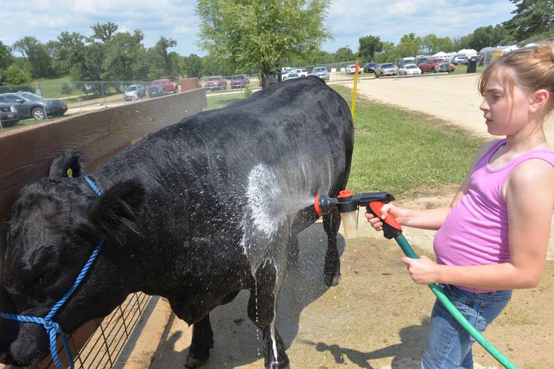 Ellie Schier, 9, of Mt. Morris, soaps up her calf, Prince Charming at the Ogle County 4-H fair on Friday, Aug. 4, 2023. Schier has raised the 18-month, 1,275-pound Angus-cross calf from when it was born on their family's farm. The fair, held in conjunction wth the 4-H fair, runs through Sunday.