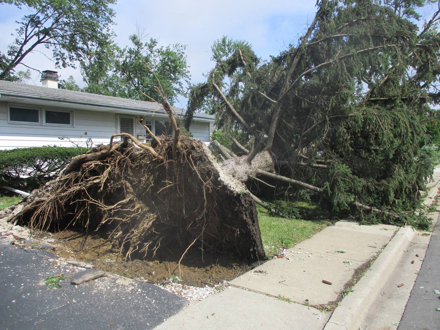 A large tree was uprooted in the Marycrest subdivision of Joliet during the Monday night storm. July 16, 2024