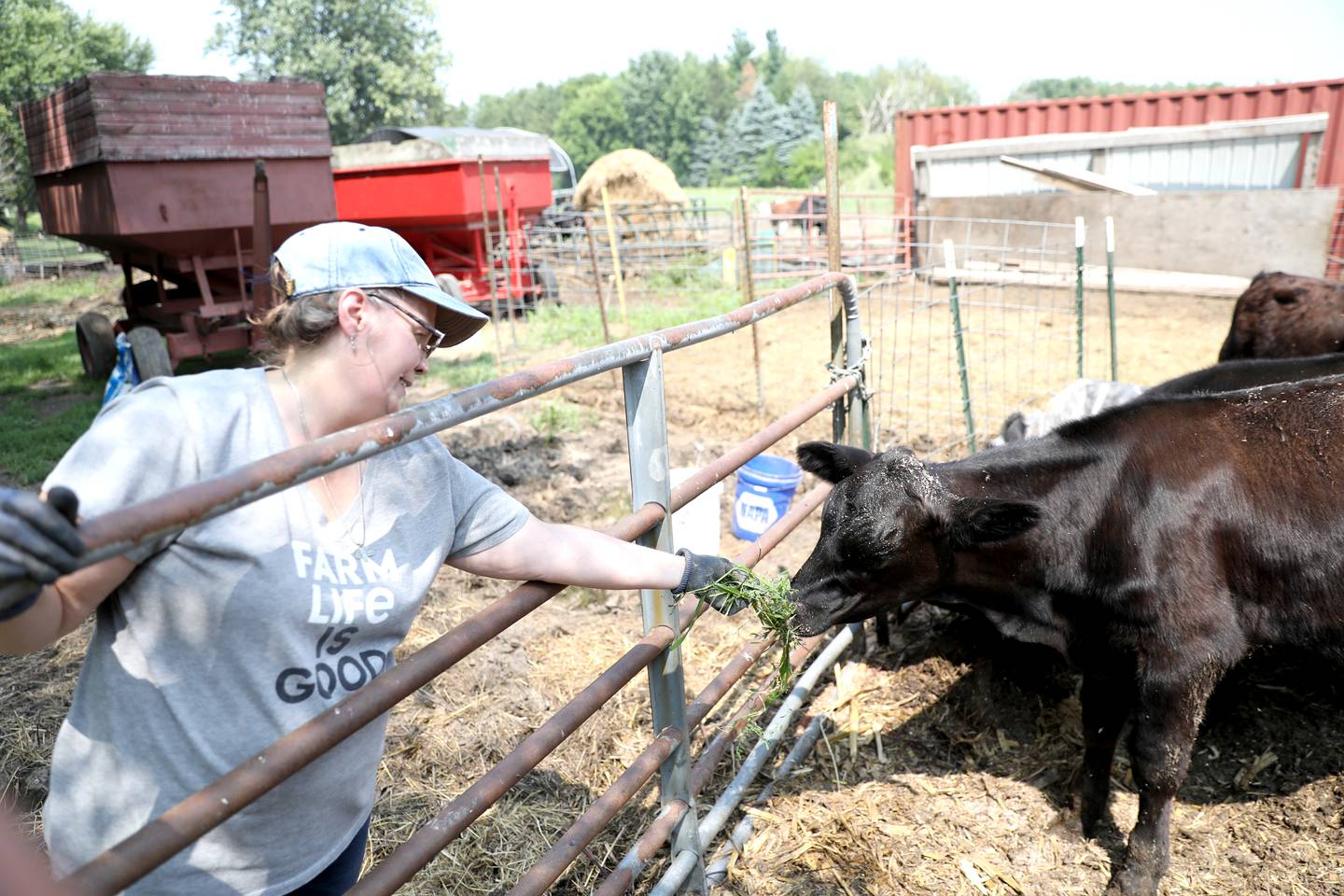 Marcia Burgin gives some grass to one of the calves on the farm she runs with her husband, Bob Burgin. Bob and Marcia Burgin’s six calves escaped out of a fence at their Maple Park farm on July 2, 2023. Two of the calves were recovered that night while the other four were caught over the course of three days by cowboy Wesley Bush of Morrison.