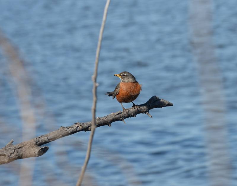 A robin sits on a branch overlooking the Mississippi River along the access road to Lock & Dam 13 north of Fulton on Saturday, April 6, 2024.