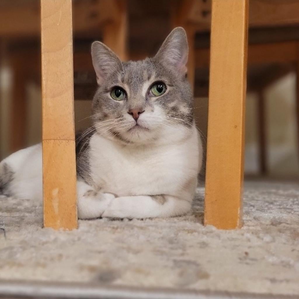 Fawn is curious and loves to frolic with toys and kick around little balls. She loves to snuggle with people and fur-siblings, especially at bedtime. Fawn is shy at first. But with patience, she soon shows her loving side. To meet Fawn, visit ForgetMeNotRescue.com/adoptables.