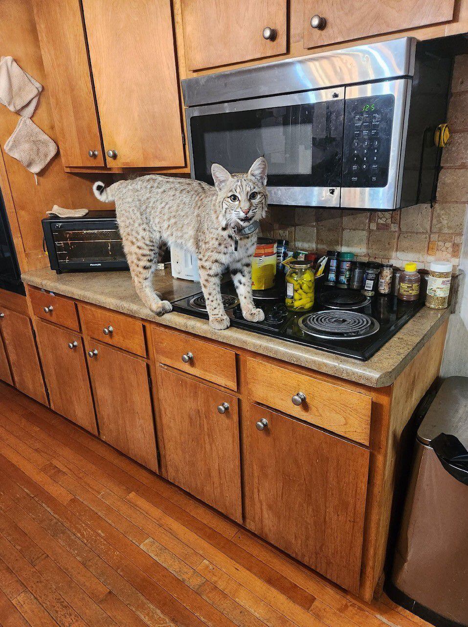 Pet bobcat escapes for seventh time, is on the loose in New Jersey – New  York Daily News