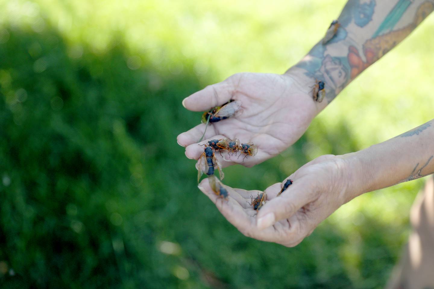 Seventeen years ago, North Aurora resident Bettina Sailer felt cheated when her yard did not buzz with the sound of 17-year cicadas. She went to other areas of the state where cicadas were plentiful and brought them back to her yard. With her yard facing a similar lack of cicadas this year, she has been doing the same thing and now has more than 6,000 cicadas in her yard.