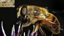 Good Natured in St. Charles: Rat-tailed maggot becomes beautiful hover fly