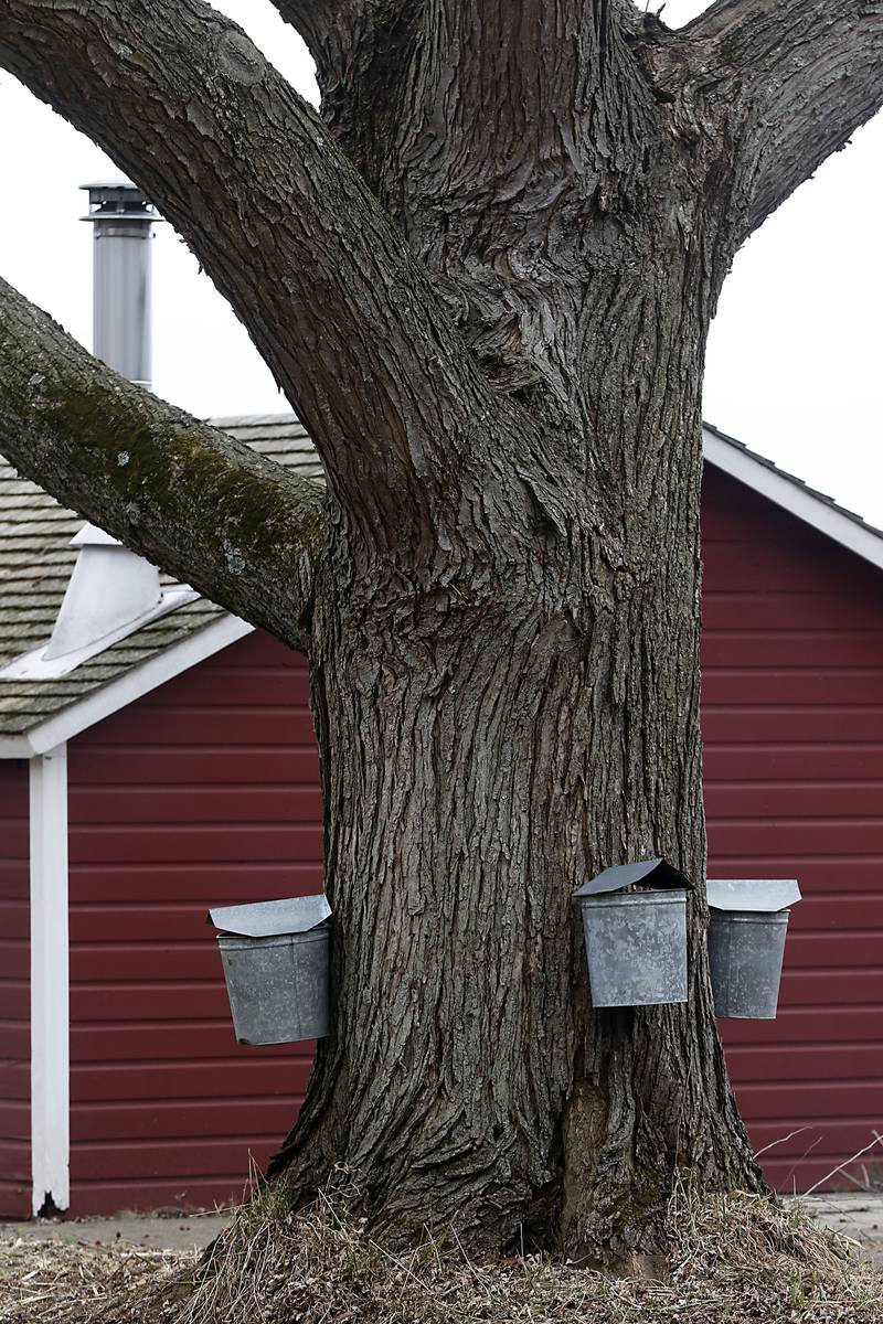 Chuck Howenstine uses buckets to collect sap from maple trees on Thursday, March 9, 2023, at the Pioneer Tree Farm near McHenry. He has been collecting sap for most of his adult life to make maple syrup that he then gives away.