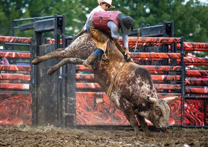 Ricky Ringer of Fla. rides Tree Trunk the bull at the Kane County Fair's rodeo in St. Charles on Saturday, July 15, 2023.